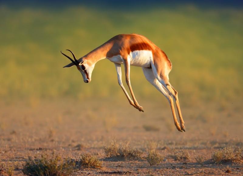 Springbok