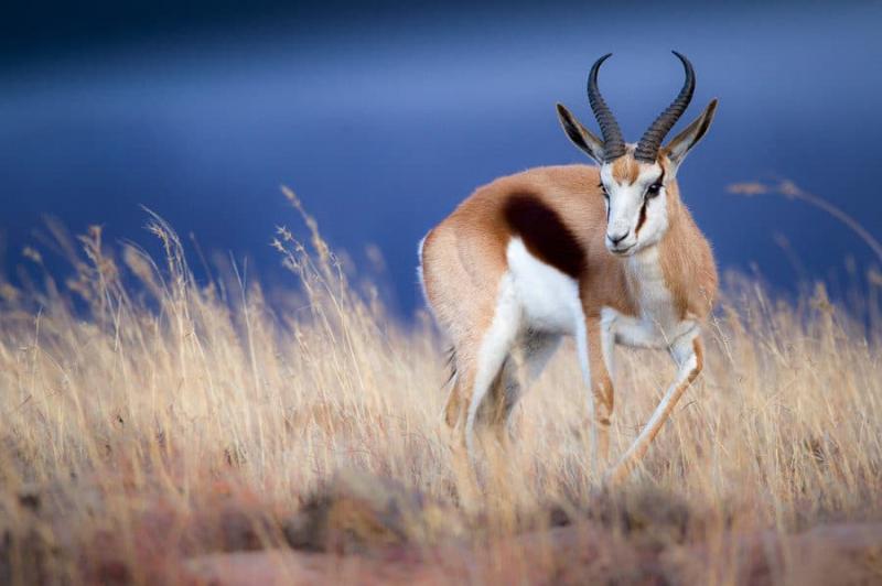 Springbok