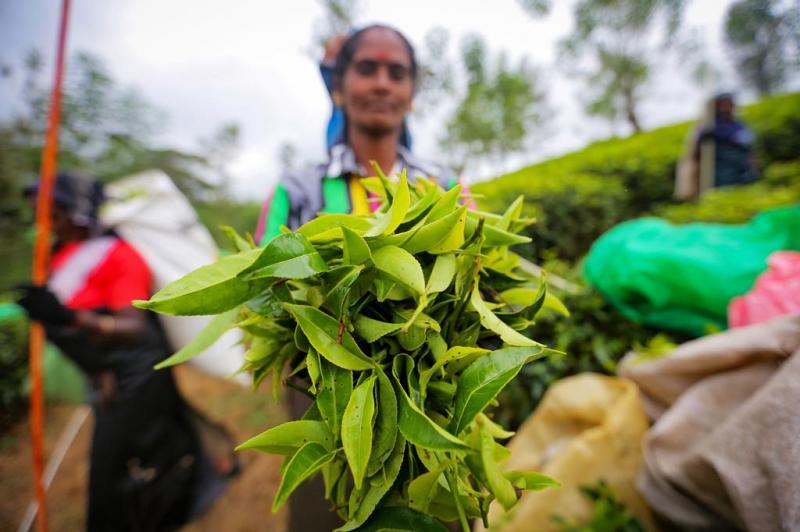 Sri Lanka đứng thứ 4 thế giới về sản lượng trà