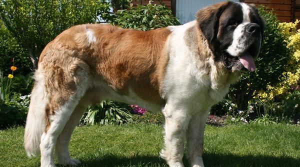 Giống chó khổng lồ St Bernard được xếp vào vị trí thứ 10 trong top những chú chó nguy hiểm nhất thế giới