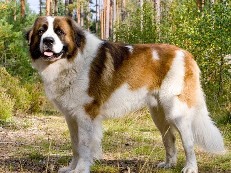 Chó st. Bernard