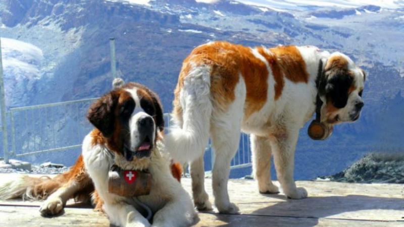 St. Bernard (Chó cứu hộ Thụy Sĩ)