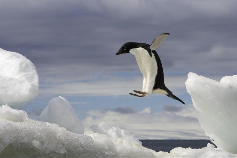 Khu vực phân bổ chim cánh cụt