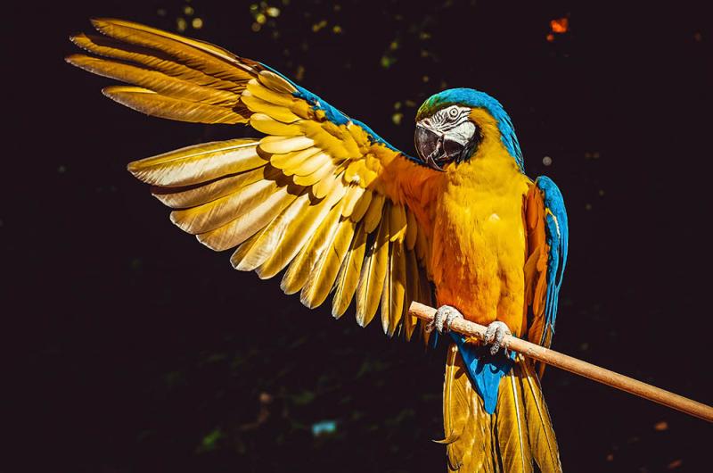 Vẹt đuôi dài (Vẹt Macaw) - Thông tin chi tiết từ A-Z về chúng