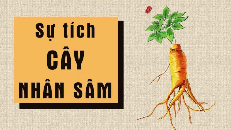 Sự tích cây Nhân Sâm