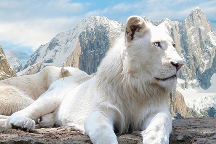Sư tử trắng - 138.000 USD