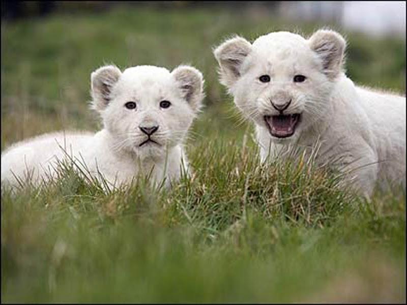 thú nuôi đắt nhất thế giới sư tử trắng