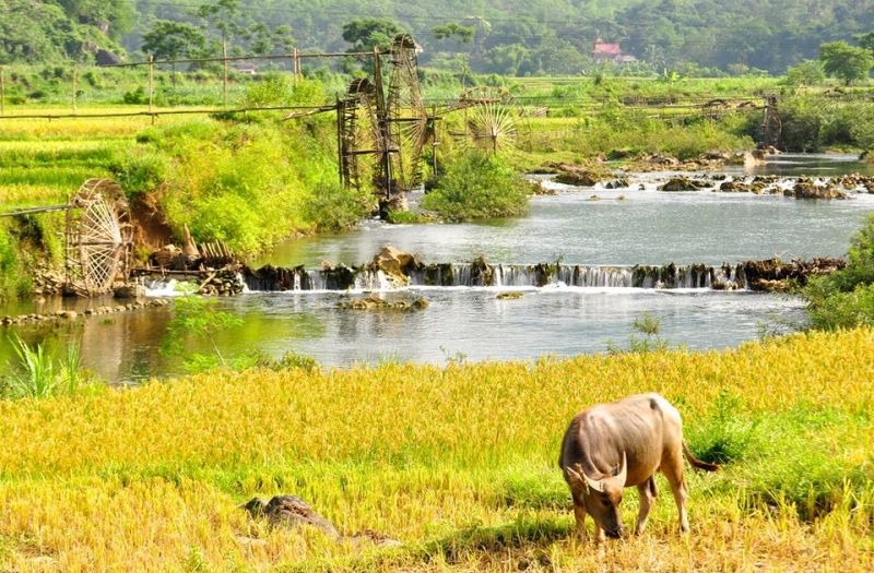 Phù Luông