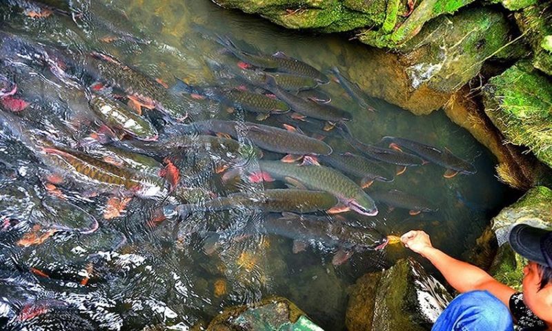 Suối cá thần Cẩm Lương – Bí ẩn thiên nhiên kỳ thú