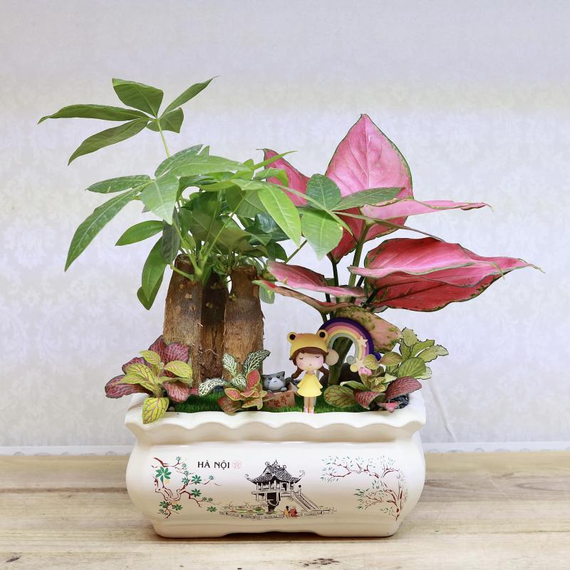 Susu Garden - Cây cảnh Mini - Cây xanh & Quà tặng