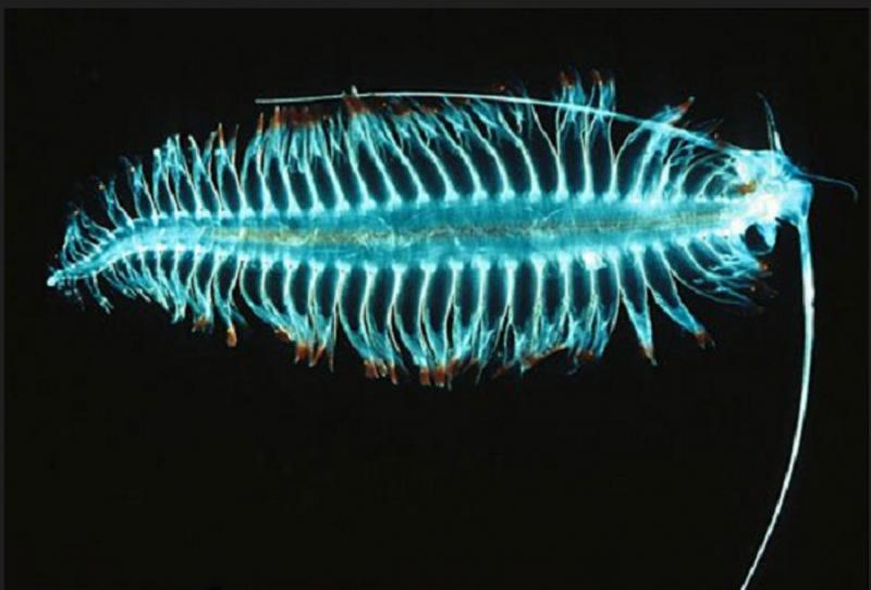 Swima bombaviridis