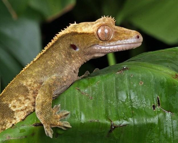 Tắc kè Crested Gecko