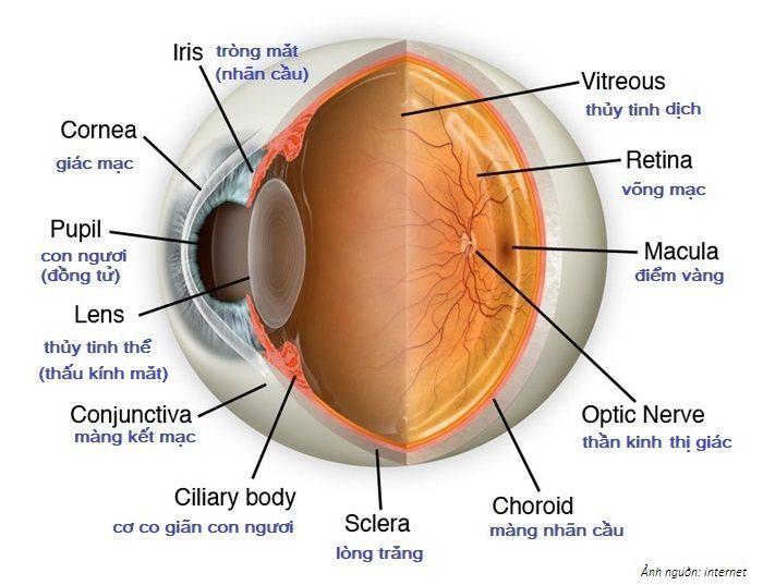 Tại sao mắt nhìn được đồ vật?