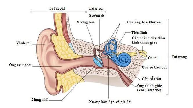 Tại sao tai biết tiếng động từ đâu dội tới?