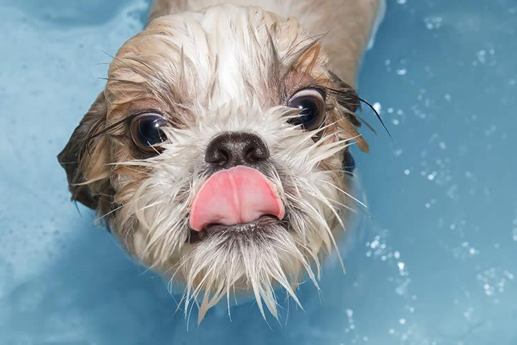 Tắm cho chó bằng lá rau lang