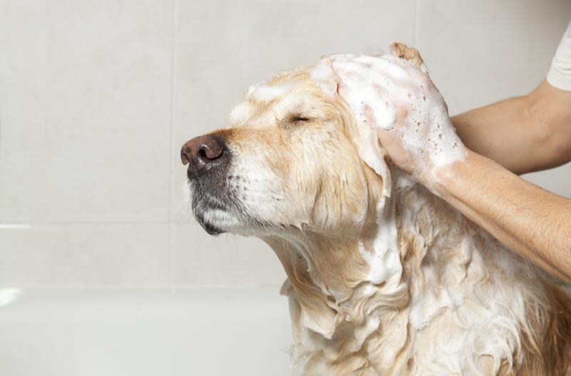 Tắm cho chú cún nhà bạn thường xuyên
