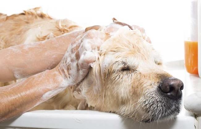 Tắm cho vật nuôi để tránh các tác nhân gây dị ứng.