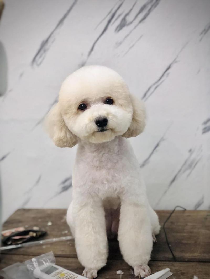 T&M Pet Spa - Tiệm Làm Đẹp Thú Cưng