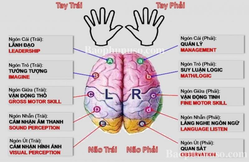 Tận dụng cả 2 bán cầu não để đạt hiệu quả tối đa.