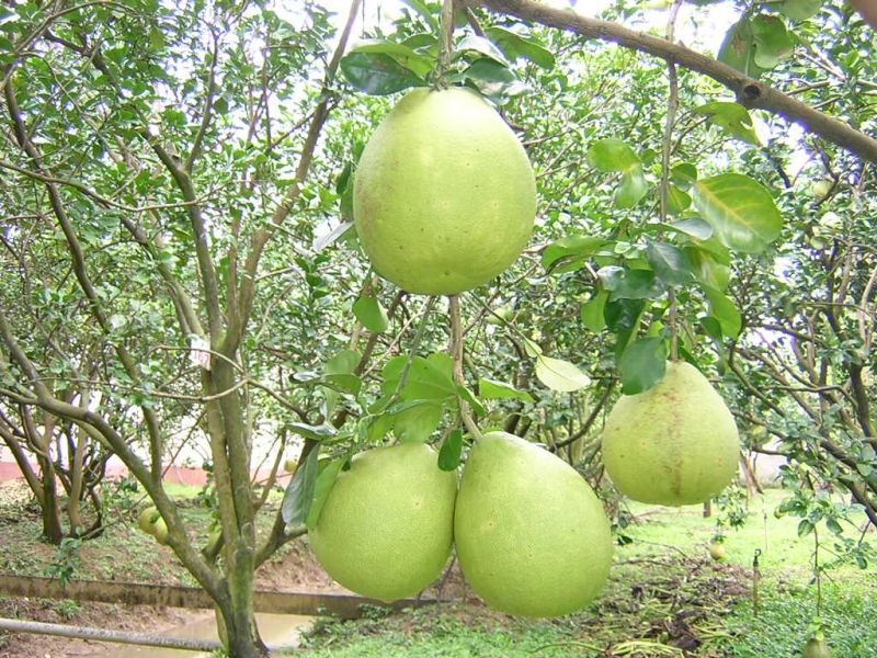 Bổ sung Vitamin C