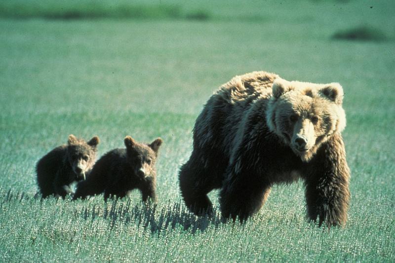 Tập tính sinh hoạt của loài gấu nâu