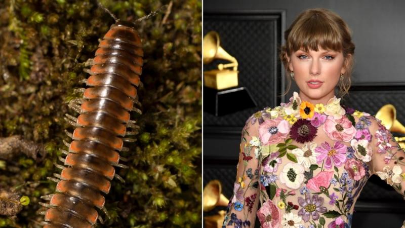 Taylor Swift milipede