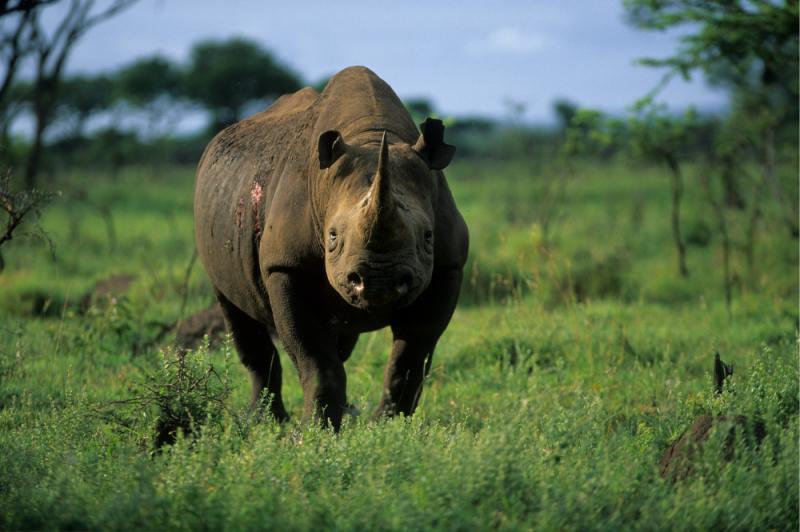 Tê giác đen Tây Phi