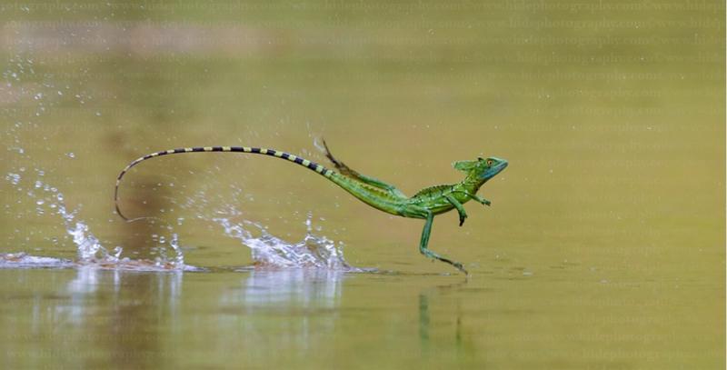 Thằn lằn Green Basilisk - Chạy trên nước