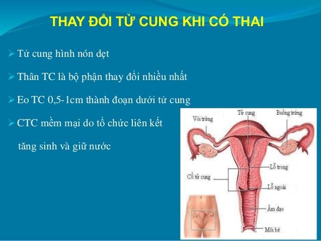 Thân tử cung