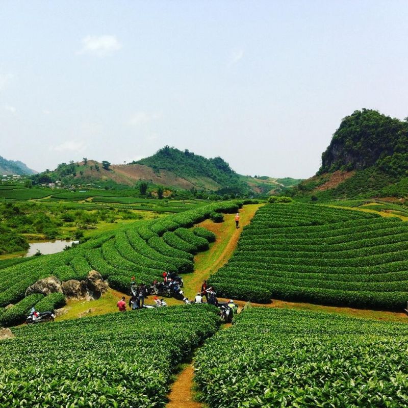 Đồi chè mộc châu trong nắng ngát trời cuối tháng 4