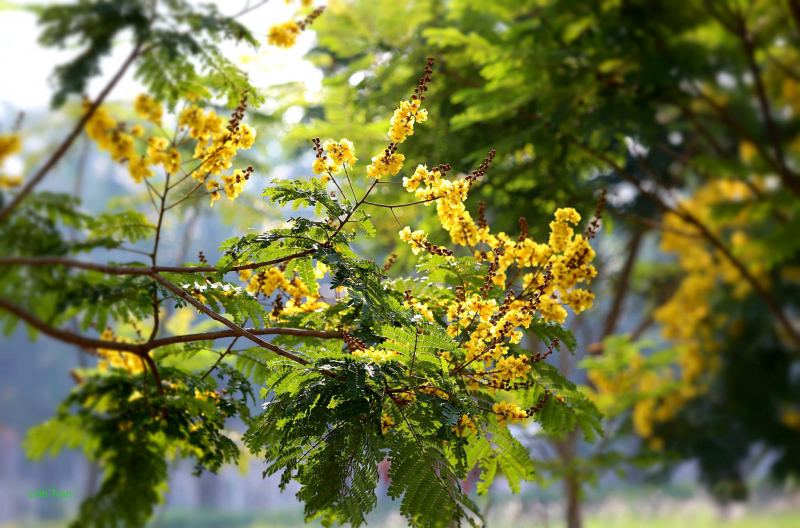 Hoa Điệp Vàng