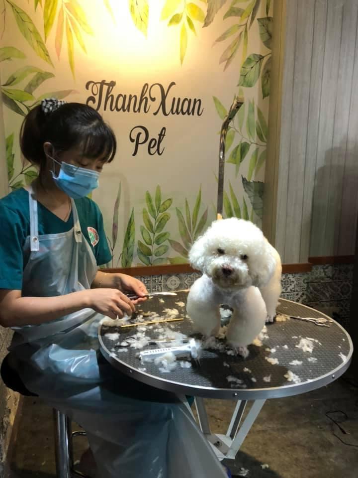 Thanh Xuân Pet