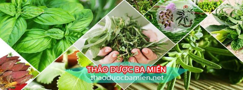 Thảo dược ba miền