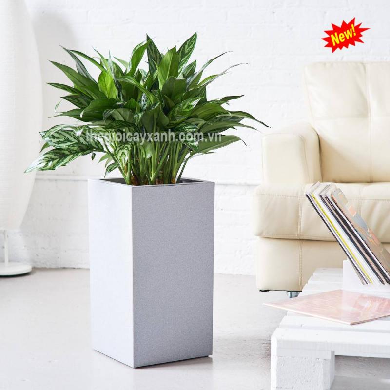 Thế Giới Cây Xanh Việt Nam - Công Ty Cây Xanh TpHCM (Greenlife)