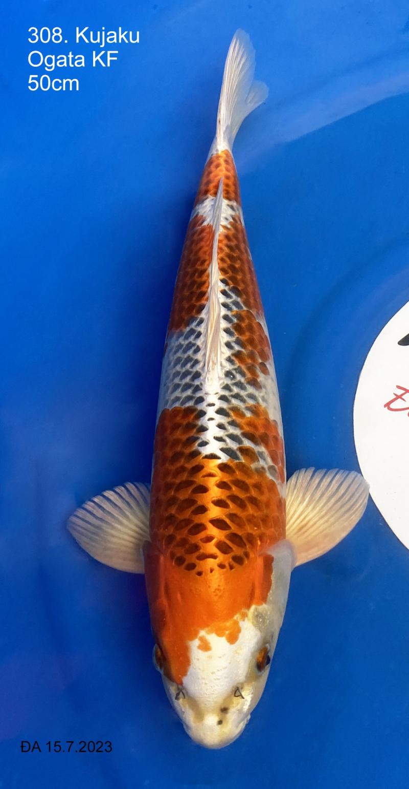 Thế giới Koi - Koilover