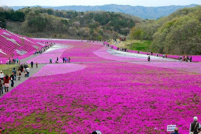Thiên đường hoa ở công viên Hitachi Seaside (Nhật Bản)