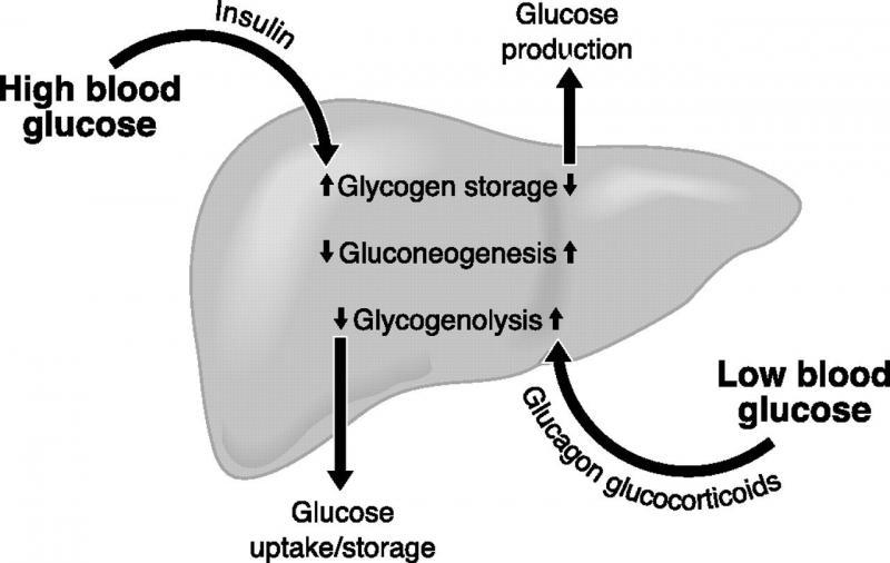 Insulin trong cơ thể