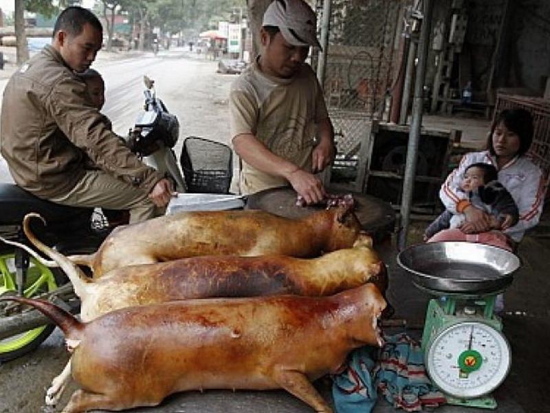 Thịt chó là món ăn kinh dị đối với người phương Tây