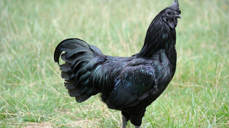 Thịt gà Ayam Cemani