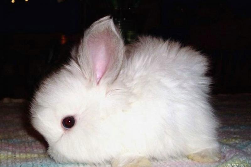 Thỏ Angora