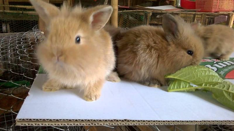 Thỏ Lionhead