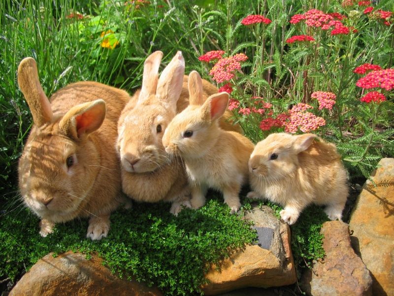 Thỏ là loài động vật dễ thương