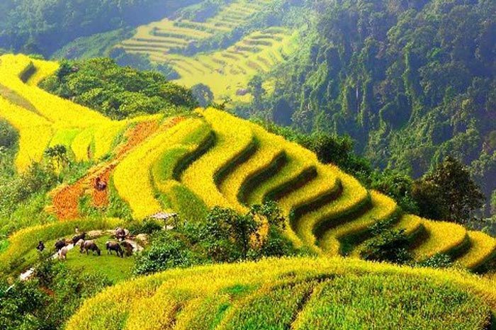 The ideal time to travel to Moc Chau