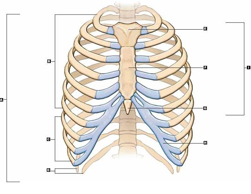 Thông thường, mọi người có 12 chiếc xương sườn, nhưng một số người có đến 13 chiếc