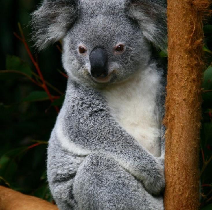 Gấu Koala