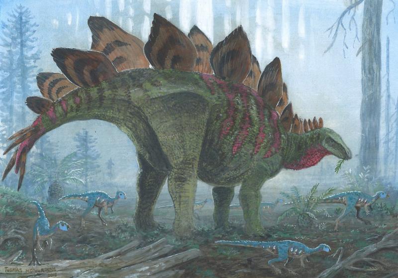 Phần vây kiếm của Khủng long Stegosaurus