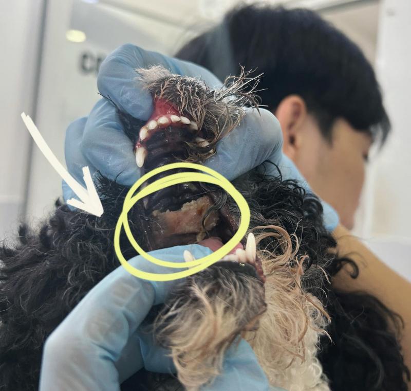 Thú y Petland-Petland veterinary