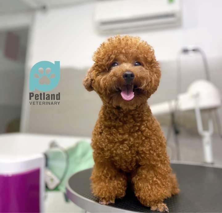 Thú y Petland-Petland veterinary