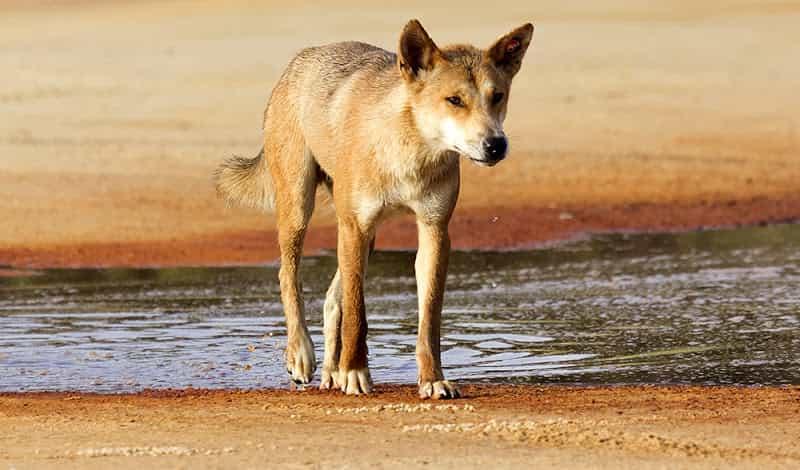Thuần hóa chó Dingo