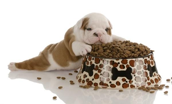 Top 10 thức ăn cho chó tốt nhất - Toplist.vn